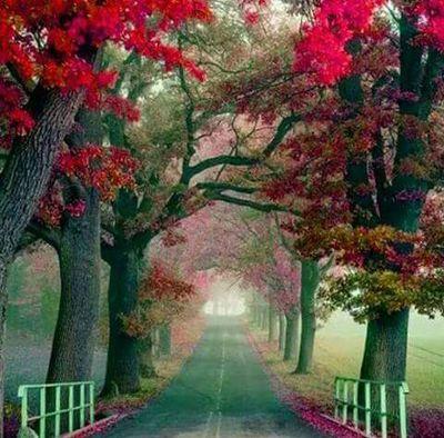 osmanhisso's profile picture. 