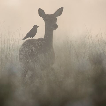 flintenmarie's profile picture. Free spirit - Do You need more?