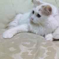 TurkishVans(@turkishvancats) 's Twitter Profile Photo