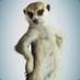 SlyMeerkat (@sly_meerkat) Twitter profile photo SlyMeerkat (@sly_meerkat) Twitter profile photo