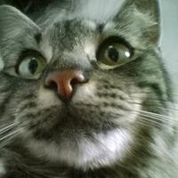 Bruno Bibiano (@mascotasvmx) 's Twitter Profile