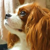4403sora (@4403sora) 's Twitter Profile