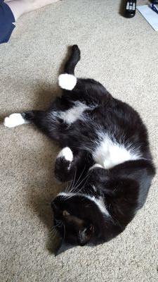 lobsterfeng's profile picture. 