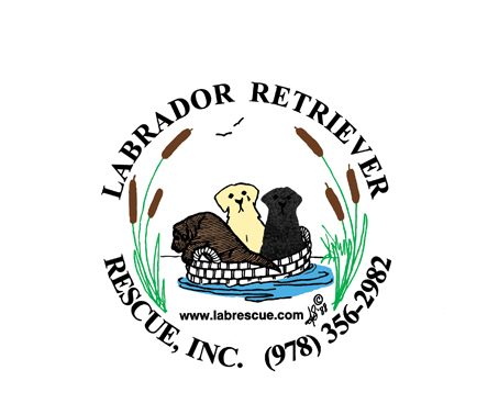 labrescue1988's profile picture. Nonprofit, 501(c)3, finding loving homes for purebred Labrador Retrievers since 1988.