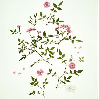 TeacupKlatch's profile picture. Relax & enjoy being with friends & family in Upstate New York which has the best food, fun & wine anywhere. Come & visit NY. If you live here, be a tourist