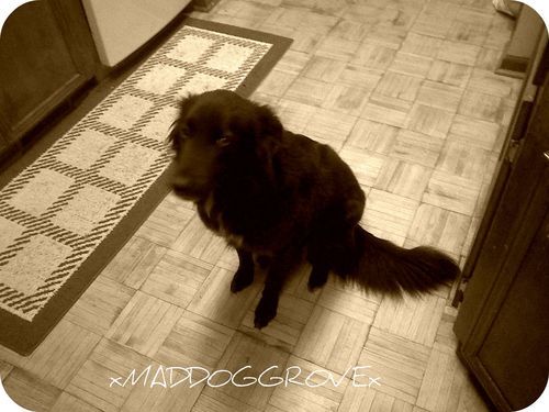 xMadDogGrovex's profile picture. I'm a border collie female, interested in a husky male. I like playing fetch and getting on people's nerves.