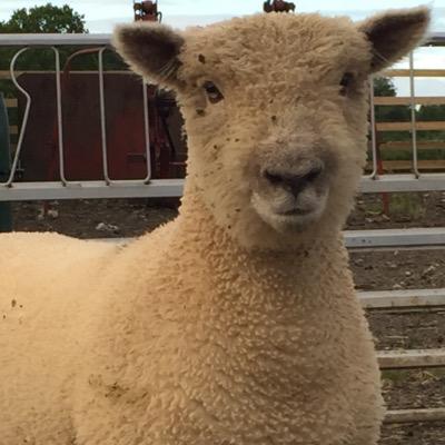 Sam Bullingham's Pedigree Southdown Flock. Established 2014. Fully Signet Recorded. 
Grass only system, survival of the fittest!