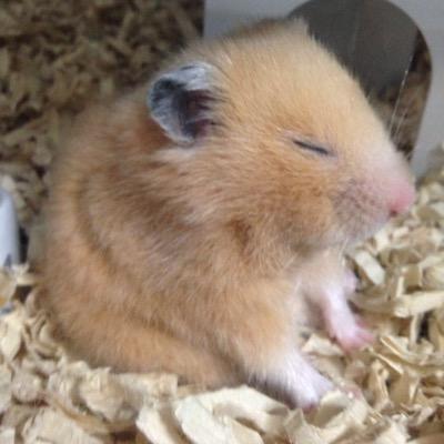 チェスが趣味(o^^o)/ ロンドンシステム好き/ lichessブリッツ最高レート2112/ウメハラ信者/よろしくお願いします。