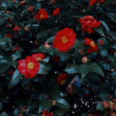 tutidas's profile picture. 