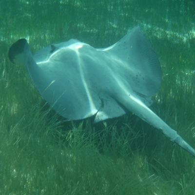 Married with 2 grown up daughters. PADI Advanced open water diver. I took the pic of the ray, kept thinking about what happened to Steve Irwin!