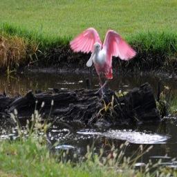 Director of Communication @UM_alumni | Master of Arts with focus on #communication #water #conservation #sustainability #education |#TampaBayWaterStory