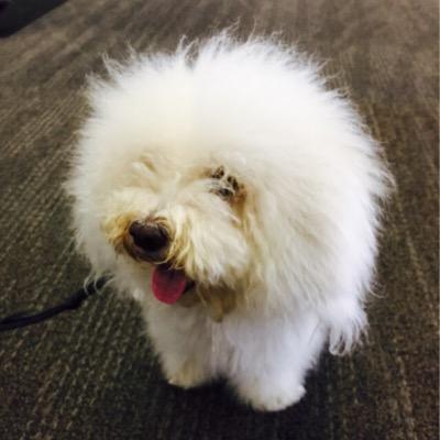 dogloversf's profile picture. Collecting cute dog pics from everywhere I go!!!