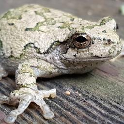 BroccoliCottage's profile picture.