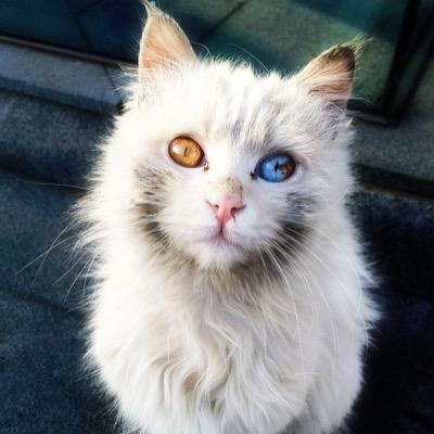 Single white fluffy mute shecat with a soft gray marking around her chin. One blue eye and one amber eye, Bi. Theme Song: Migraine by Twenty-One Pilots