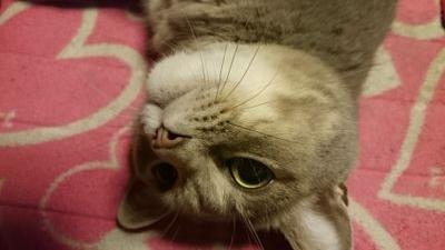 ipusan165's profile picture. 北海道の最東端棲息中‼️
 更新間隔長いですが、
どうぞ(_ _)よろしくお願いします。 (。-∀-)ニヒッ