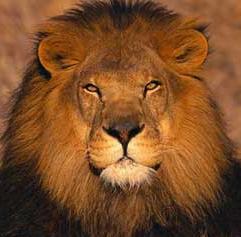 sholmberg's profile picture. public health worker, maker of crafts and tech tools, gamer of games , order muppet who longs for chaos (she/her)