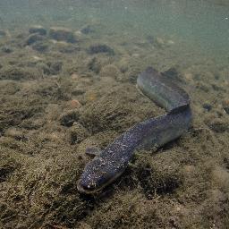 Enigmatic,charismatic,mysterious. Aim to increase awareness of all things relating to rivers and chalk streams, especially critically endangered European Eel.