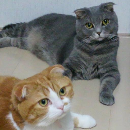 猫もヒトも日に日に肥えていきます…。我が家の愛猫はスコですが、アメスコです。

2016年9月末に会社の閉鎖で突然の無職⇒就活⇒就職！1月から早起き頑張っております■ひとりぼっち惑星とポケモンGOは結構飽きかけ。■無言フォローします。相互フォローはしないかも。RT、ふぁぼは変な時間でも好き勝手にします。