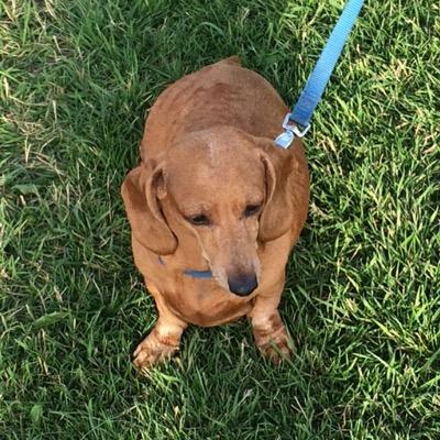 13 year old doxie in Edmonton. I like laying in the sun, walks, treats, and lots sleeping. I'm also a sucker for some good cuddles & belly rubs ☺️