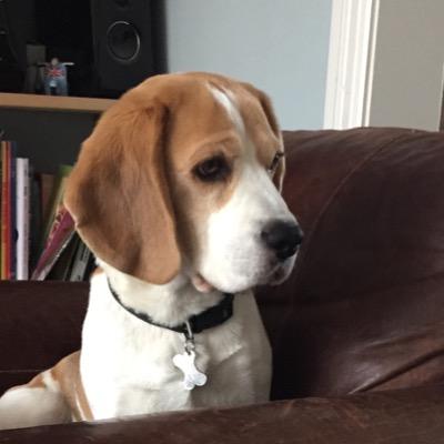 Hi, my name is Seamus, I am a 10 year old male beagle. My mum decided to sign me up 2 Twitter. This is my sister Florence's account but she went OTRB 16.8.14