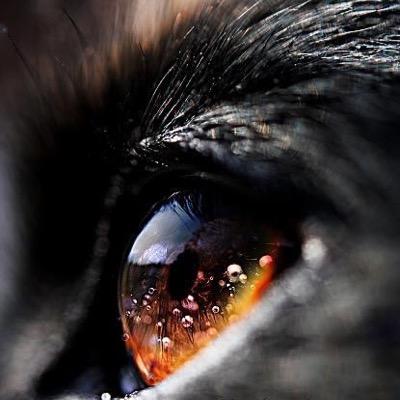 Smokey gray tom-cat with a white tail, deep reddish brown eyes, single. ''I know you're hurting inside so stop pretending''