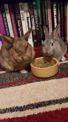 The life story of 2 spoilt house rabbits, with spirit!!