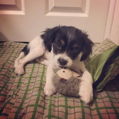 FlynnRiderDog Profile Picture