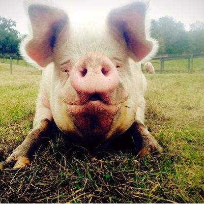 We are a farm animal sanctuary dedicated to helping abused, abandoned and neglected farmed animals.