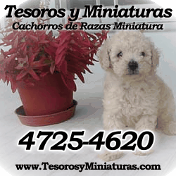 Perros de Razas Pequeñas. Perros Miniatura. Los reales vistos en TV. Caniche, Chihuahua, Yorkis y Bulldog Francés. +54 9 11 6991 5721 ó +54 9 11 3732 9172