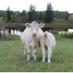 NahachewskyCharolais (@nahcharolais) Twitter profile photo NahachewskyCharolais (@nahcharolais) Twitter profile photo