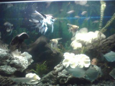 SugitoSuseno's profile picture. 