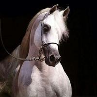 شيخة. (@_otb15) 's Twitter Profile Photo