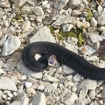 bateman_derek's profile picture. 