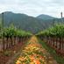 Organic Wine (@organic__wine) Twitter profile photo Organic Wine (@organic__wine) Twitter profile photo