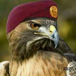 mdarmaki3's profile picture. 