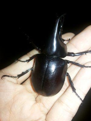 Thanapat253's profile picture. 