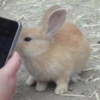 うさぎ島の写真bot(@rabbit_isle_bot) 's Twitter Profile Photo