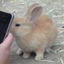 rabbit_isle_bot