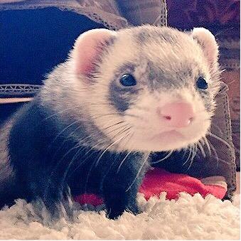 Alfie the Ferret