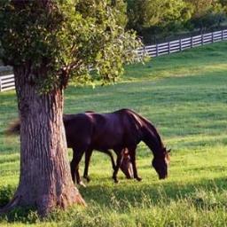 Official account for the Bachelor of Bio Resource Management / Environmental and Equine Major at the University of Guelph.