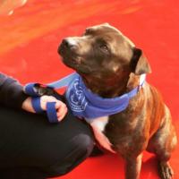 Teddy the staffie 💙(@TeddytheStaffy) 's Twitter Profile Photo