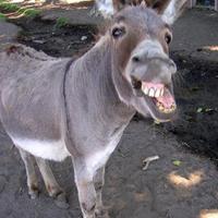 Fred (@bud29light) 's Twitter Profile