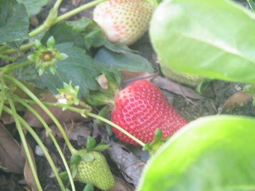 Grow Food Not Lawns!