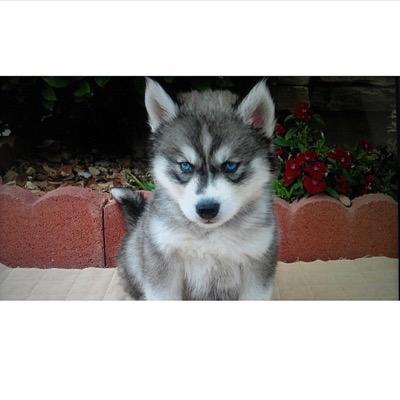 I'm a very playfull Siberian Husky with striking eyes and soft fur but also a diva when I dont get my doggy treats (: