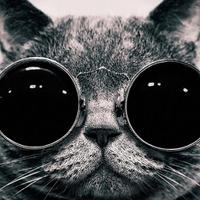 Do U Love Cat ? (@doulovecat) 's Twitter Profile