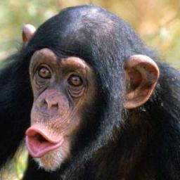 jocarlosdasilv1's profile picture. 