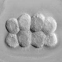 š EvoDevo Papers | @evodevo_papers@botsin.space (@evodevo_papers) 's Twitter Profile Photo š EvoDevo Papers | @evodevo_papers@botsin.space (@evodevo_papers) 's Twitter Profile Photo