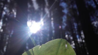 Paporotik's profile picture. 