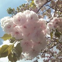 花エイミー (@aichito) Twitter profile photo