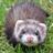 granni33's profile image
